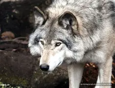 狼堡迎来新帅上任，球员皆敬佩其风度